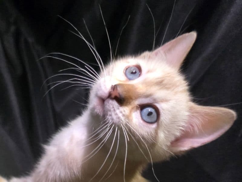 Bengal 2 months old female named Lilly for sale in South Central Connecticut Planning Region, Connecticut | Petmeetly