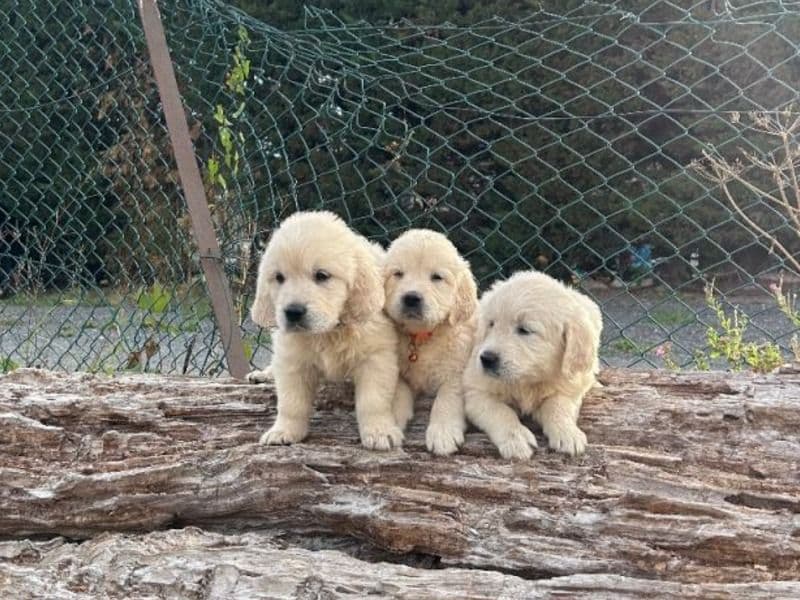 Golden Retrievers Puppiers - Golden Retriever | Petmeetly