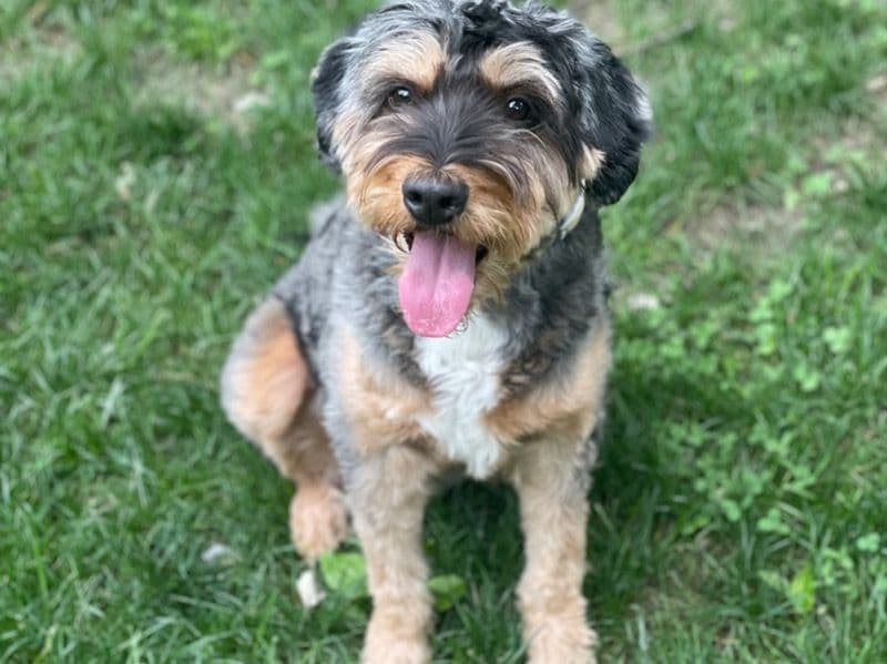 Aussiedoodle 4 years 10 months old female medium named Sully for breeding in Queens County, New York | Petmeetly