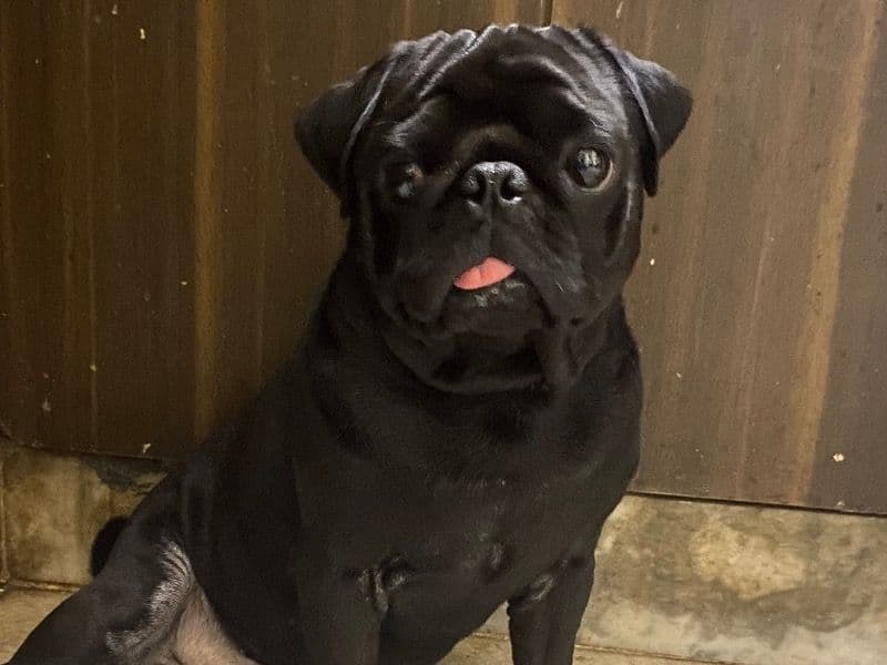Pug 4 years old male small named Tuffy for breeding in Meerut Division, Uttar Pradesh | Petmeetly