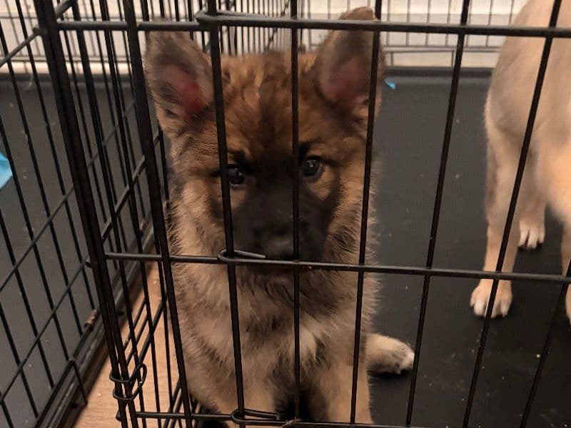 Afia - German Shepherd | Petmeetly