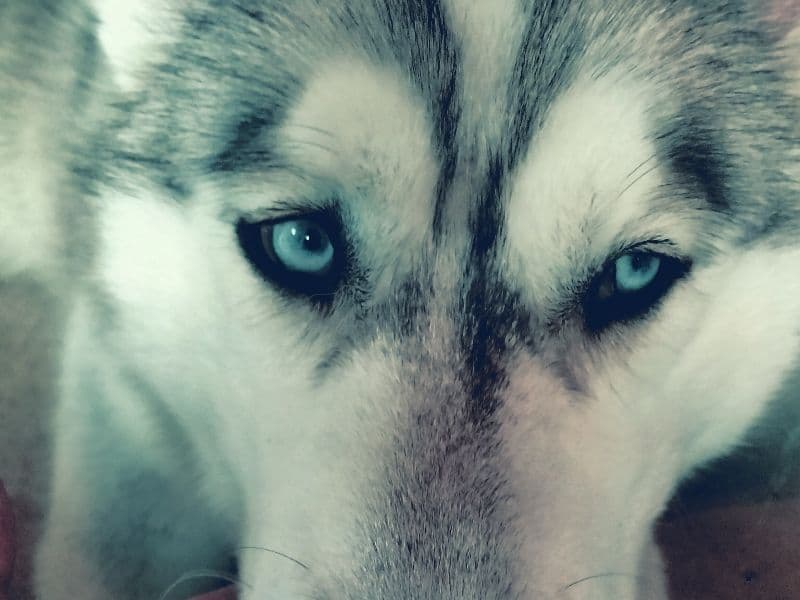 Husky 1 year old male large named Loki for breeding in Stearns County, Minnesota | Petmeetly