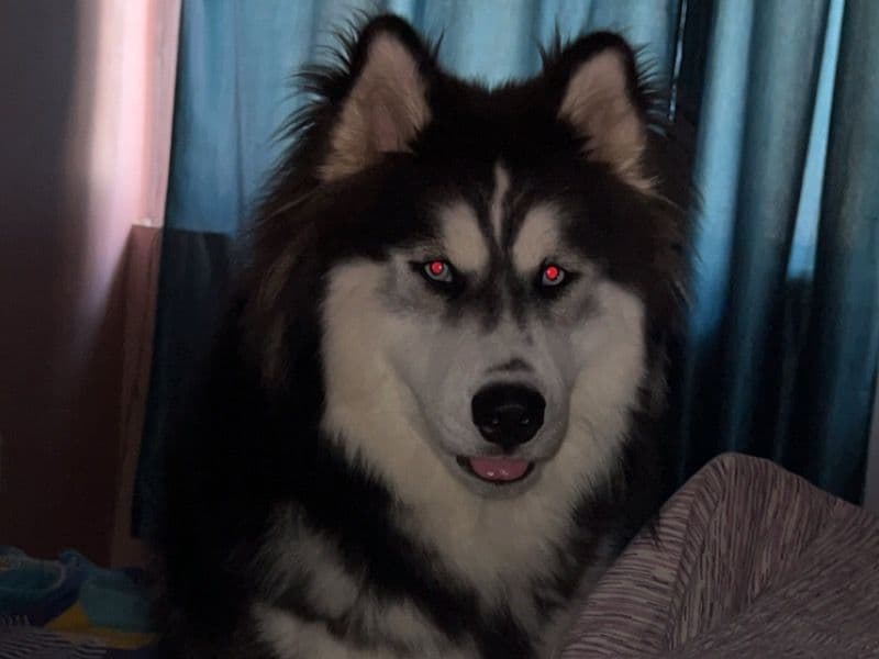 Husky 1 year 5 months old male medium named Cosmo for breeding in Patna Division, Bihar | Petmeetly