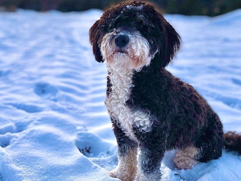 Mini Bernedoodle 3 years 7 months old female small named Molly for breeding in Tioga County, Pennsylvania | Petmeetly