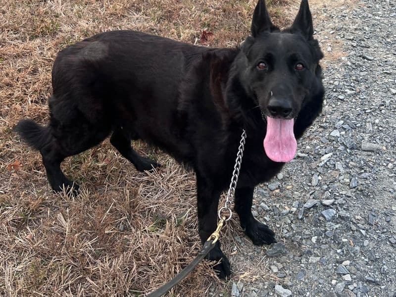 German Shepherd 8 years old male large named Smokey for adoption in York County, South Carolina | Petmeetly