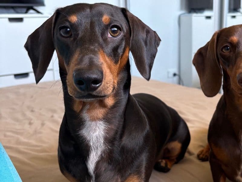 Miniature Dachshund 1 year 10 months old male small named Reginald for breeding in Casey City, Victoria | Petmeetly