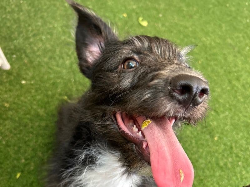 Kingston primary photo