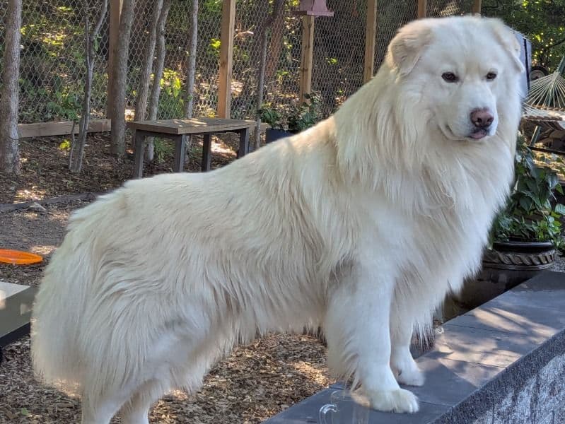 English Cream Retriever 5 years 9 months old male large named Joey for breeding in Hudson County, New Jersey | Petmeetly