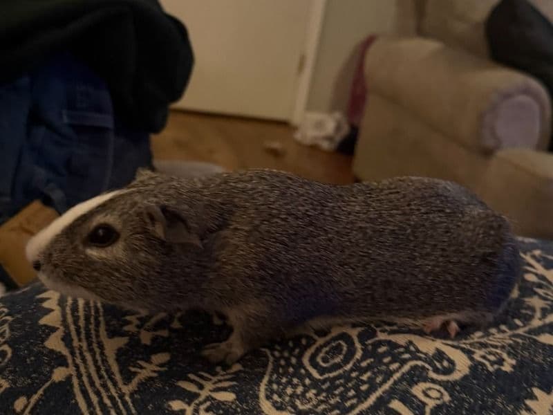 Tales - Guinea Pig | Petmeetly