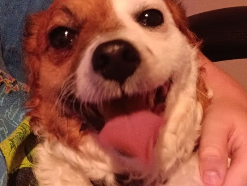 Chug 8 years 10 months old female small named Ivy for breeding in Nelson County, Kentucky | Petmeetly