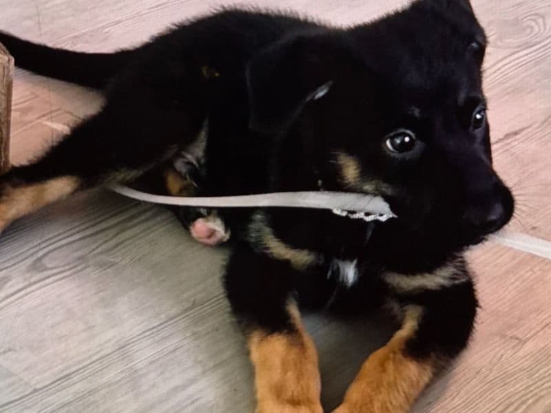 Cognac - German Shepherd | Petmeetly