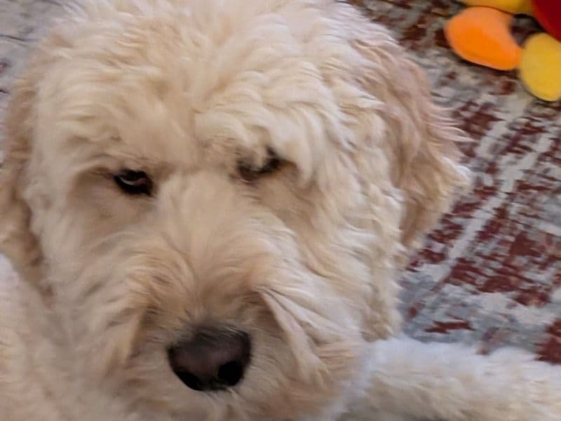 Cockapoo 3 years 10 months old female medium named Kiki for breeding in North Northamptonshire, England | Petmeetly