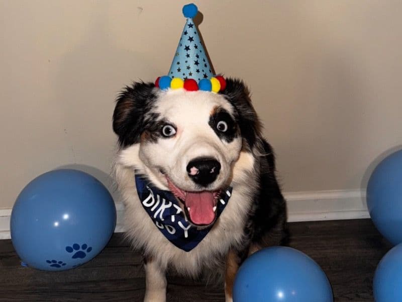 Miniature Australian Shepherd 1 year 8 months old male large named Atlas for breeding in Jefferson County, Alabama | Petmeetly