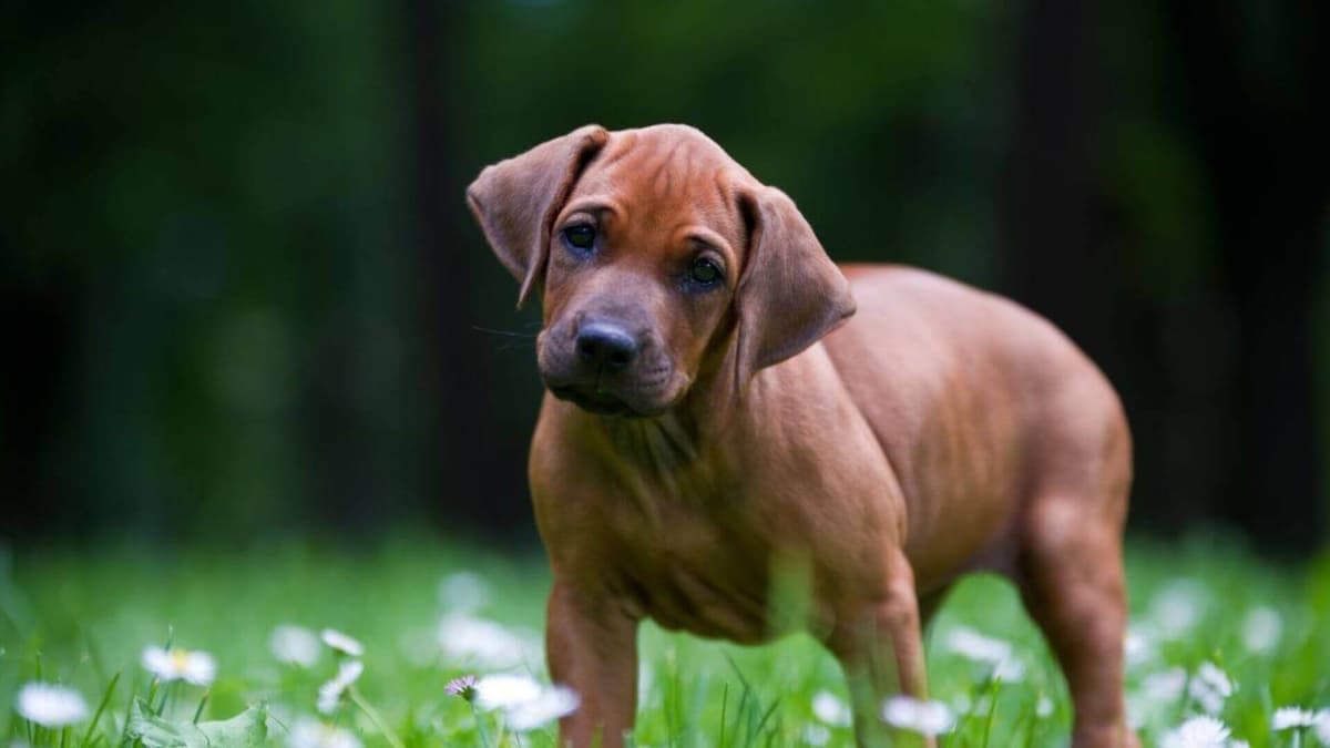 Rhodesian Ridgeback For Sale | Petmeetly