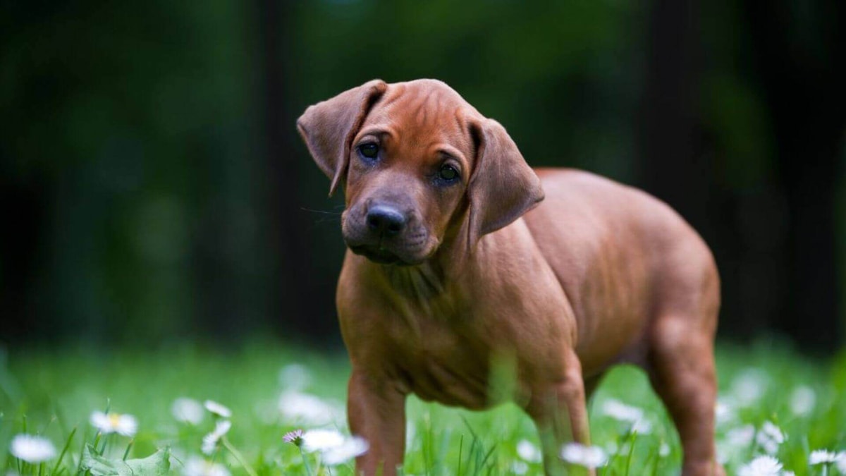 Rhodesian Ridgeback For Sale | Petmeetly