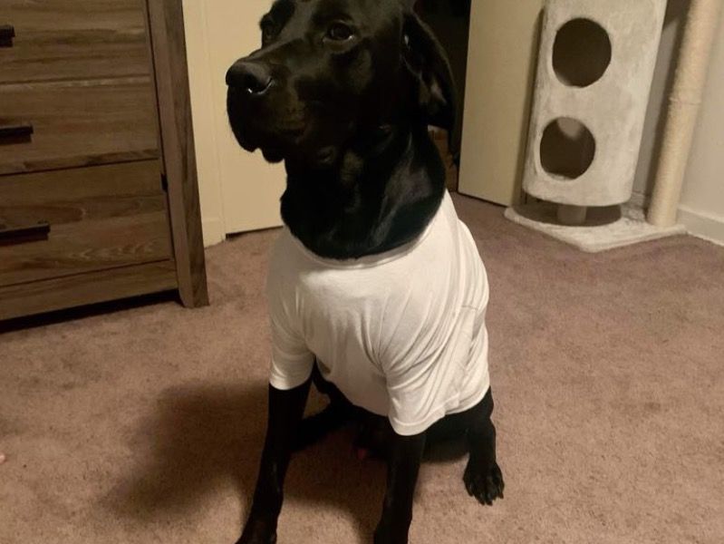 Casper - Male 7-Year-Old Labrador Retriever for Adoption in Bexar ...