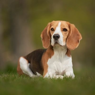 Beagles Best Age To Breed