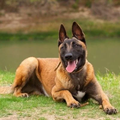 Belgian Malinois Best Age To Breed