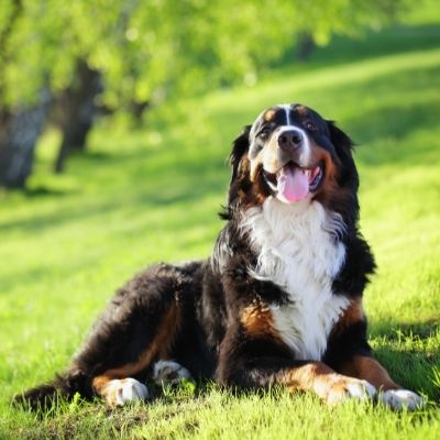 Bernese Mountain Dogs Best Age To Breed
