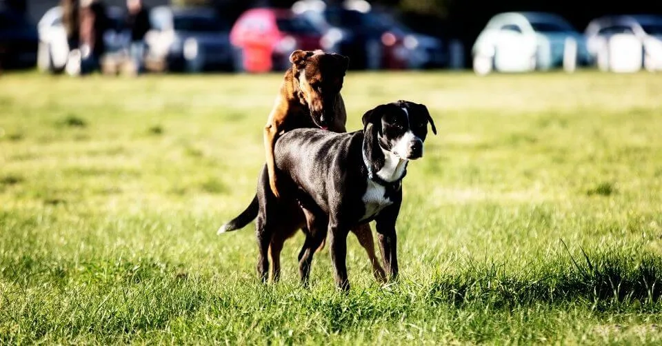 Best Age For Breeding Dogs