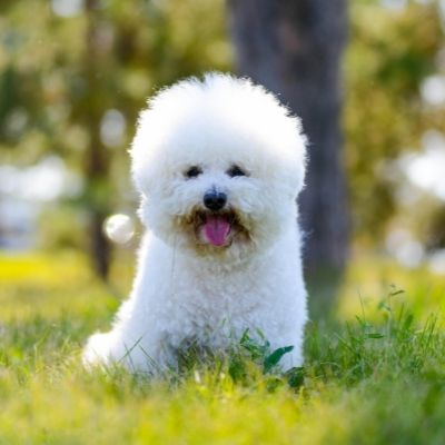 Bichon Frises Best Age To Breed