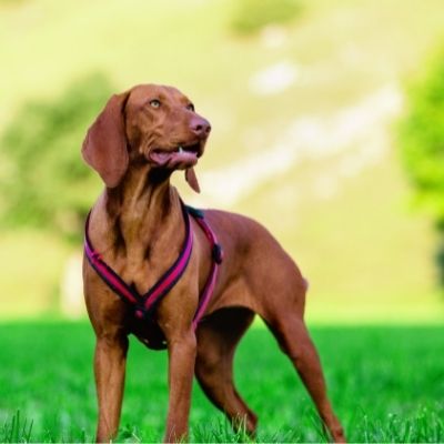 Bloodhounds Best Age To Breed