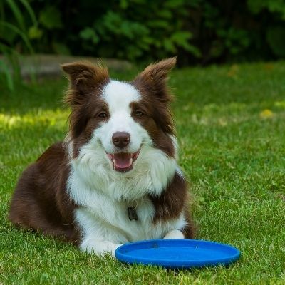 Border Collies Best Age To Breed