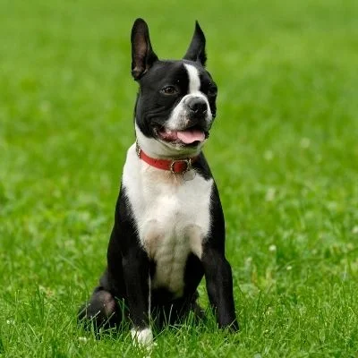 Boston Terriers Best Age To Breed