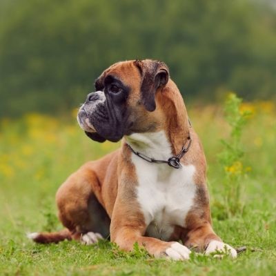 Boxers Best Age To Breed