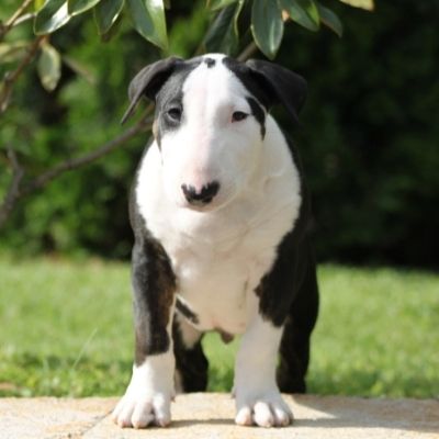 Bull Terriers Best Age To Breed