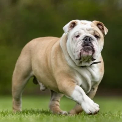 Bulldogs Best Age To Breed