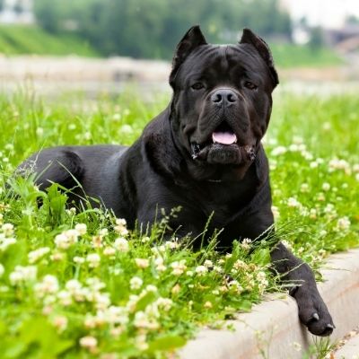 Cane Corso Best Age To Breed