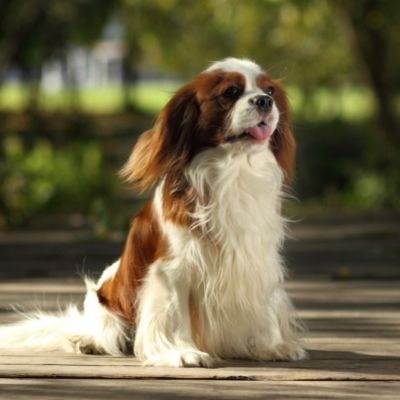 Cavalier King Charles Spaniels Best Age To Breed
