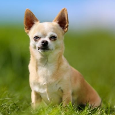 Chihuahuas Best Age To Breed