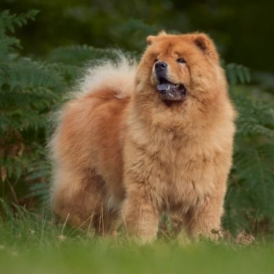 Chow Chows Best Age To Breed