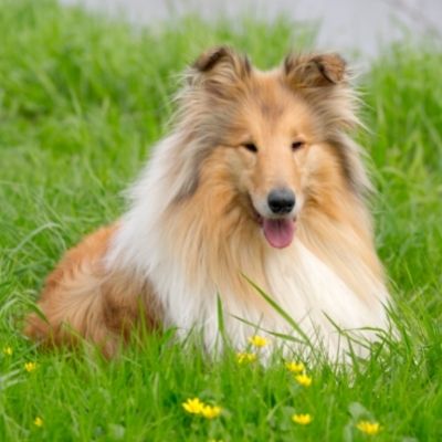 Collies Best Age To Breed