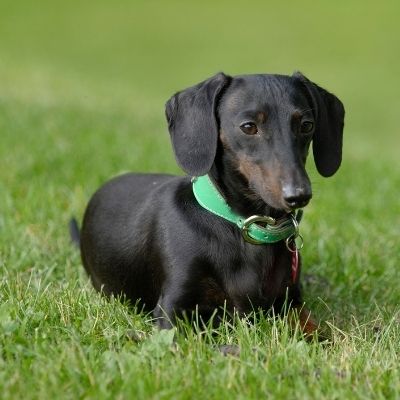 Dachshunds Best Age To Breed