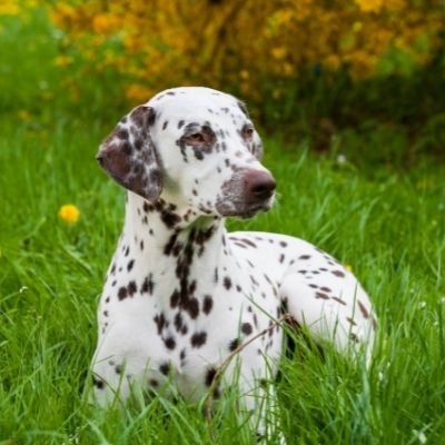 Dalmatians Best Age To Breed