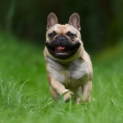 French Bulldogs Best Age To Breed