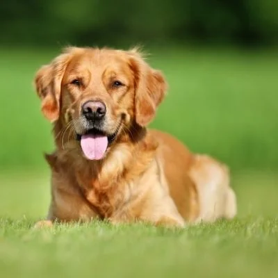 Golden retriever Best Age To Breed