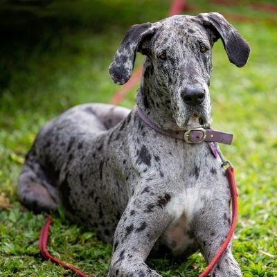 Great Danes Best Age To Breed
