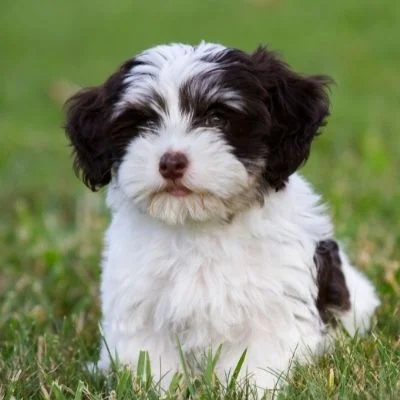 Havanese Best Age To Breed