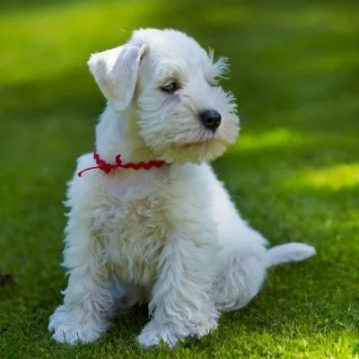 Miniature Schnauzers Best Age To Breed