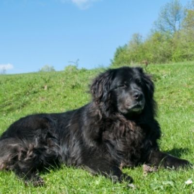 Newfoundlands Best Age To Breed