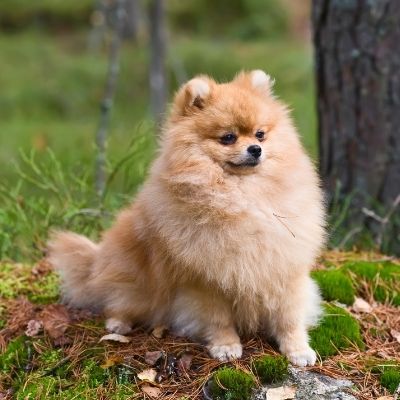 Pomeranians Best Age To Breed