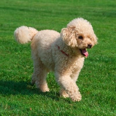 Poodles Best Age To Breed