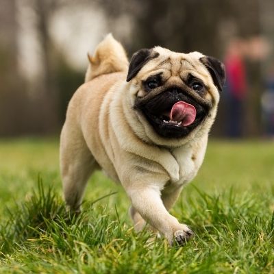 Pugs Best Age To Breed