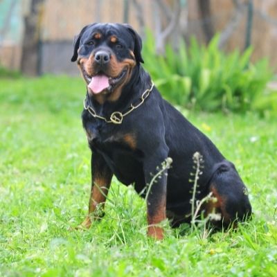 Rottweilers Best Age To Breed