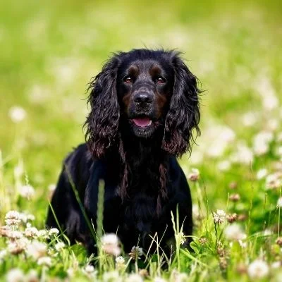 Spaniels English Springer Best Age To Breed