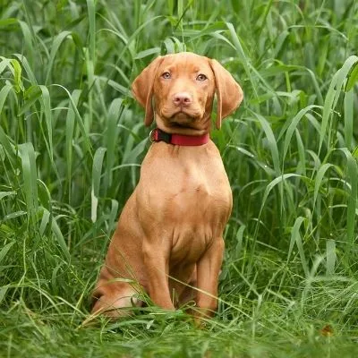 Vizslas Best Age To Breed